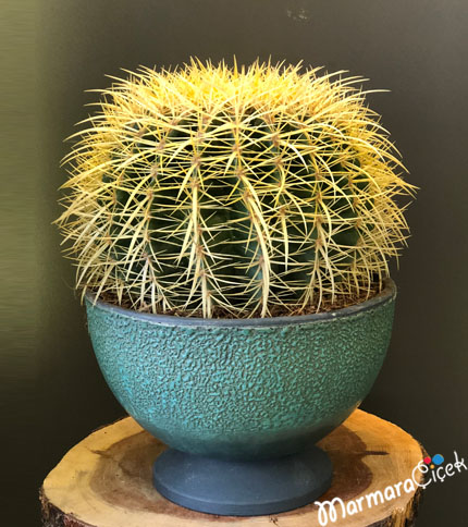 Big Ball Cactus
