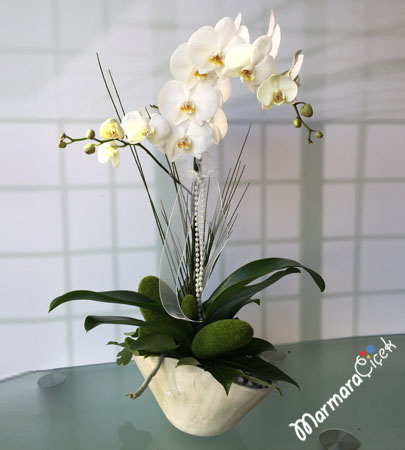 Phalaenopsis Pronged Orchid