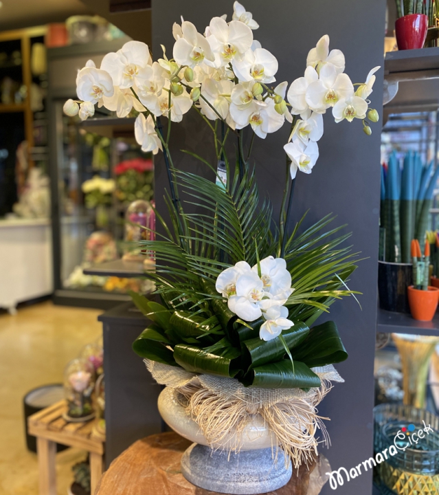 White Orchid with 4 Branches
