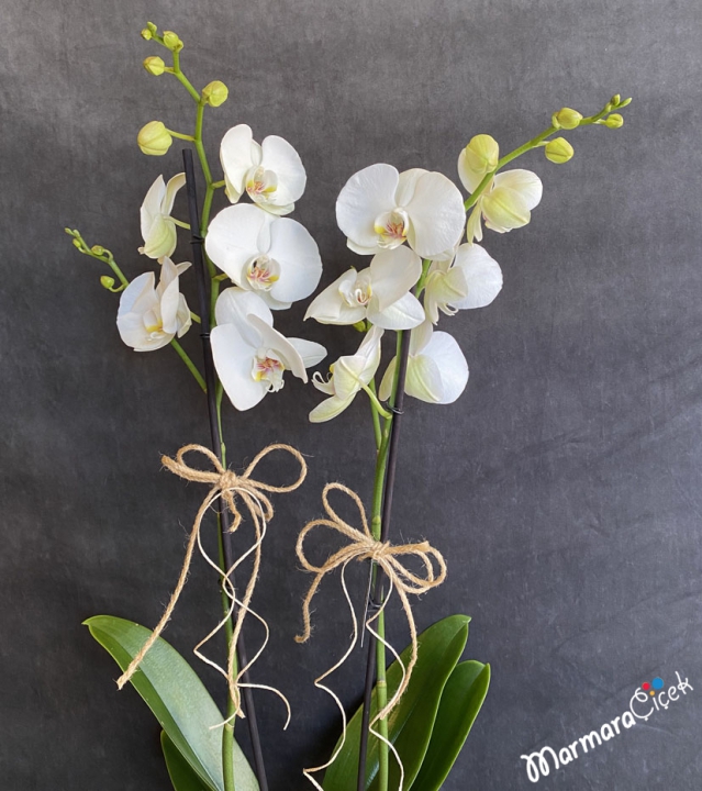 White Orchid in Ceramic Vase