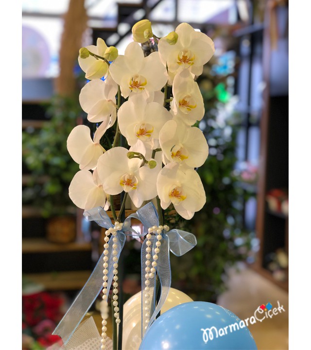 Double Orchid with Balloon