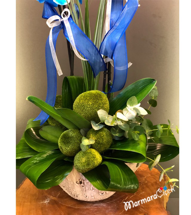 Blue Orchid arrangement