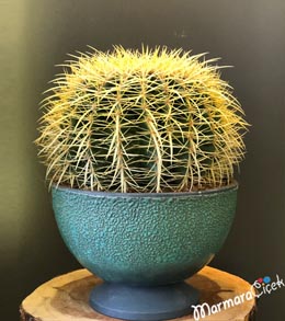 Big Ball Cactus