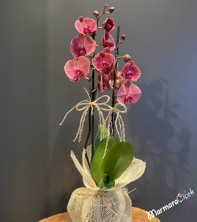 Double Branched Rose Dried Orchid