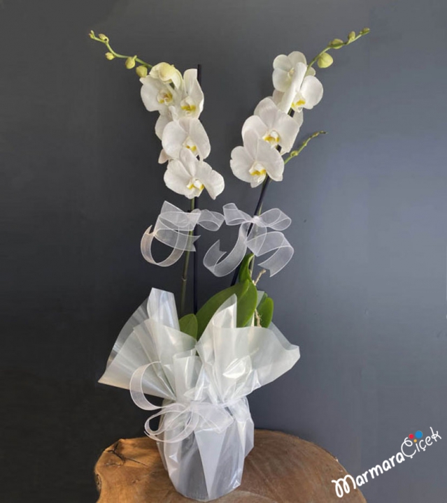 Double White Orchid