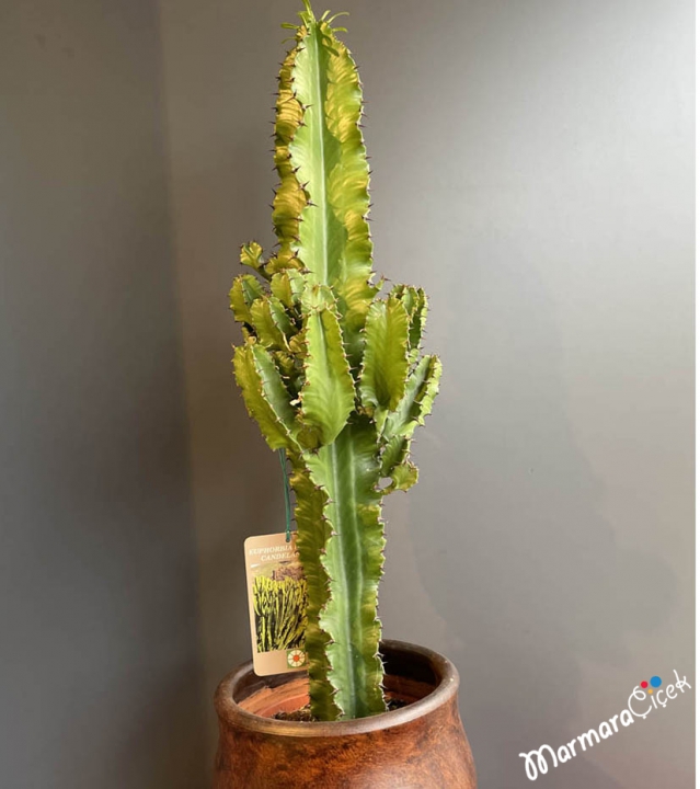 Euphorbia Ingens Cactus