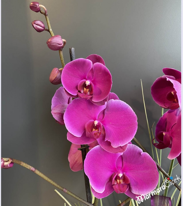 Arrangement of Fuchsia Orchids