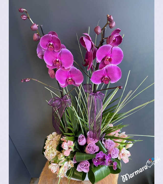 Arrangement of Fuchsia Orchids