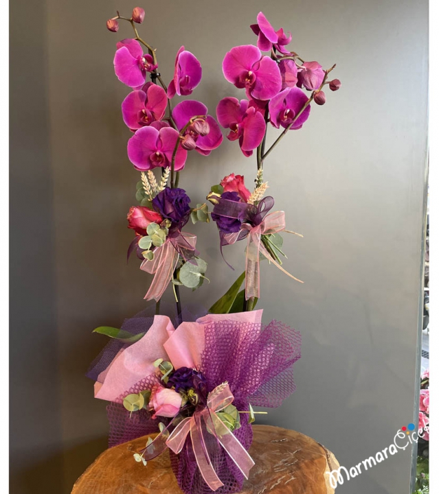 Fuchsia Fancy Orchid