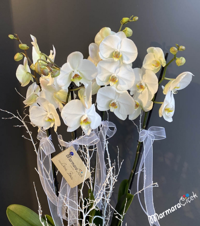 Orchid Arrangement in Galvanised