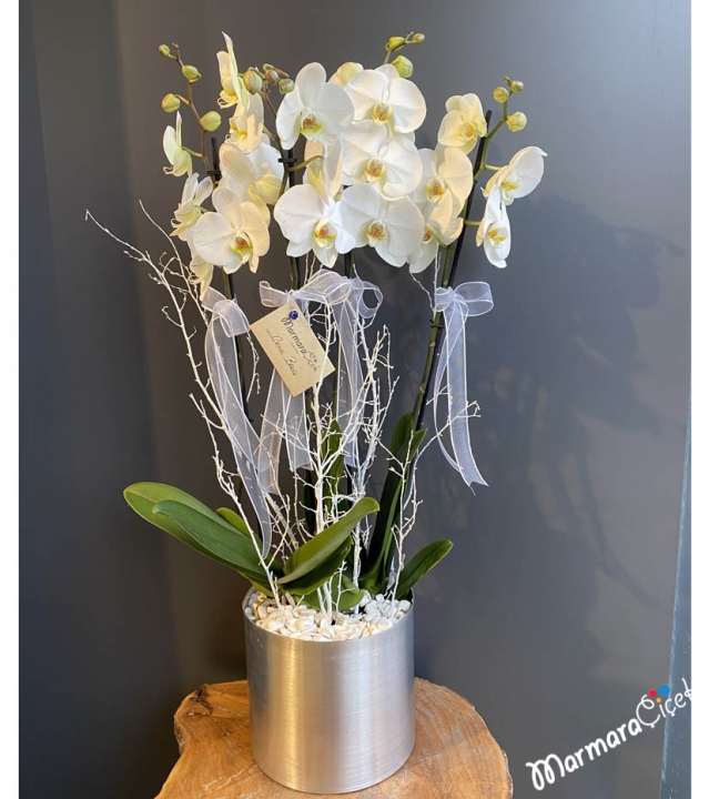 Orchid Arrangement in Galvanised
