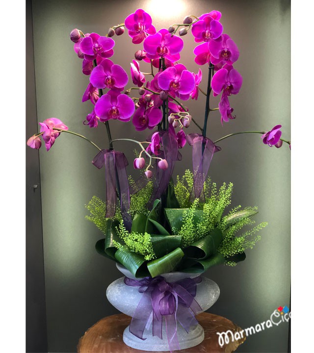 Fuchsia Orchid Arrangement