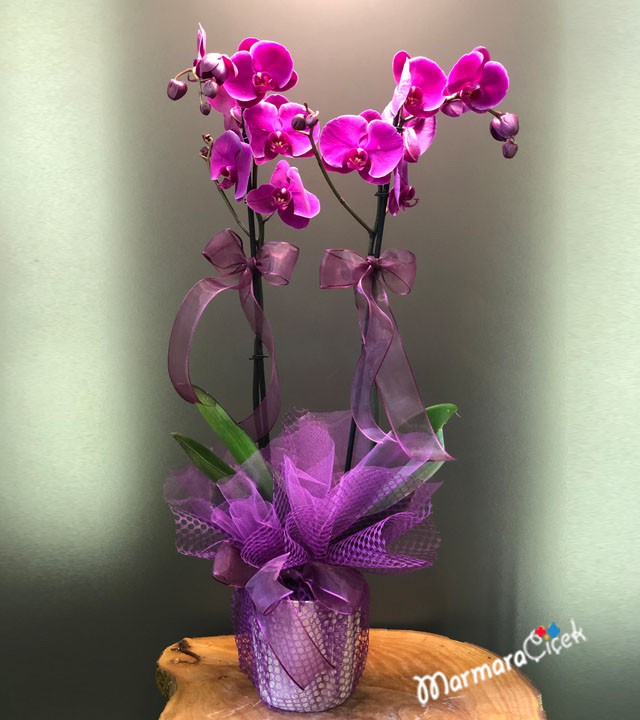 Purple orchid with a twist