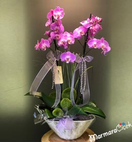 Fuchsia Orchid in Oval Ceramic