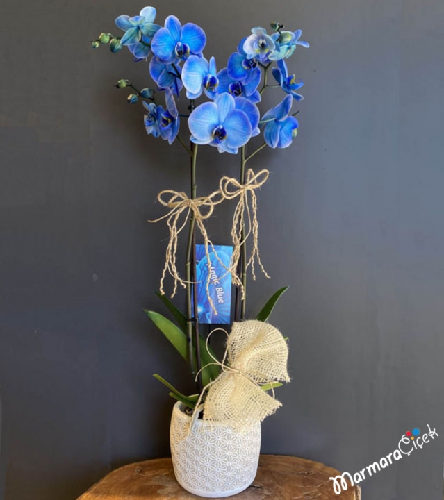 Blue Orchids in Pots