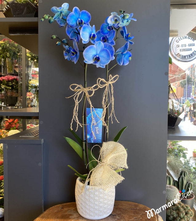 Blue Orchids in Pots