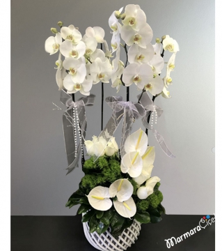 Orchid Arrangement in Elegant Ceramic