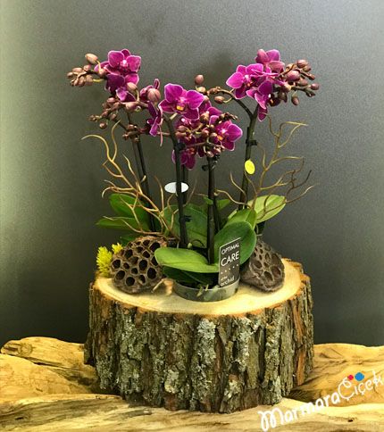 Minyatür Fuşya Orkidem