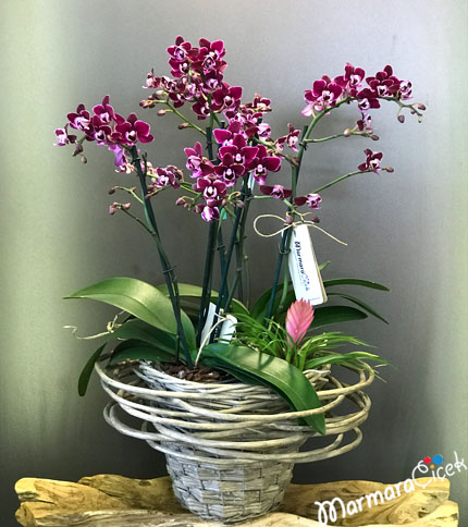 Sepette Mini Orkide