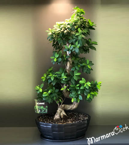 S Bonsai
