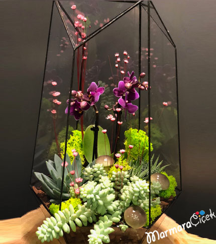 Orchid Terrarium