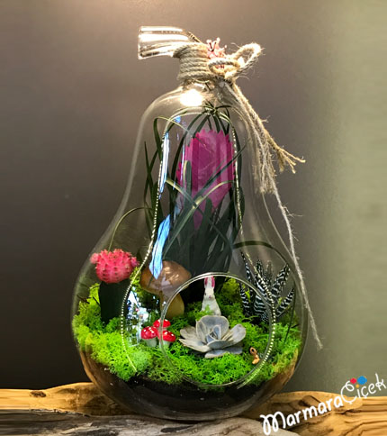 Armut Camda Sukulentler  Teraryum