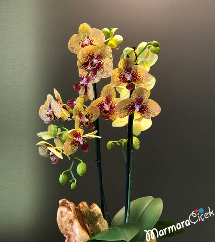 Benekli Orkide Dizaynı 