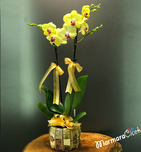 Benekli Sarı Orkide
