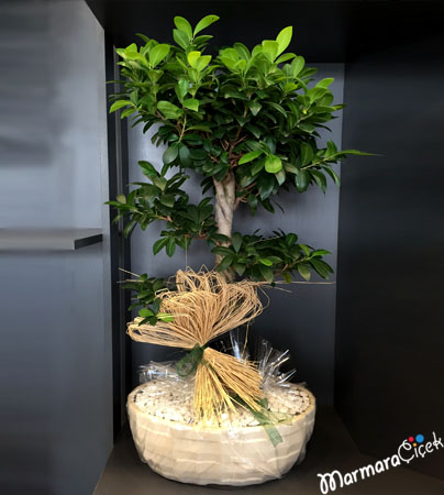 Bonsai Ağacı