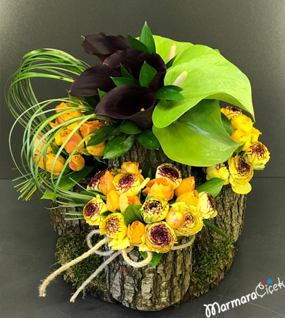 Kütükte Canlı Aranjman