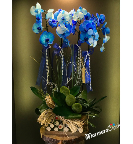 4 Dallı Mavi Orkide