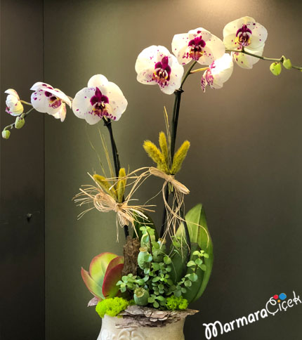 Dalmaçyalı Orkide Aranjmanı