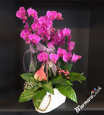 Fuchsia Orchid Arrangement