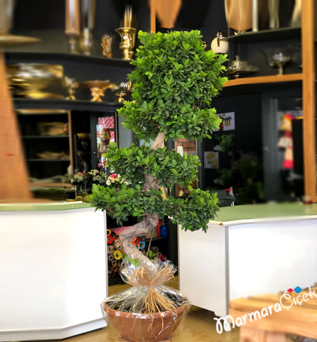 Flamboyant Bonsai Tree