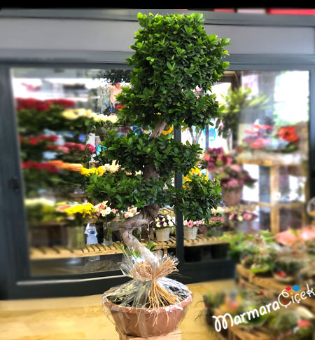 Flamboyant Bonsai Tree