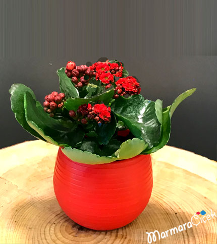 Kırmızı Kalanchoe