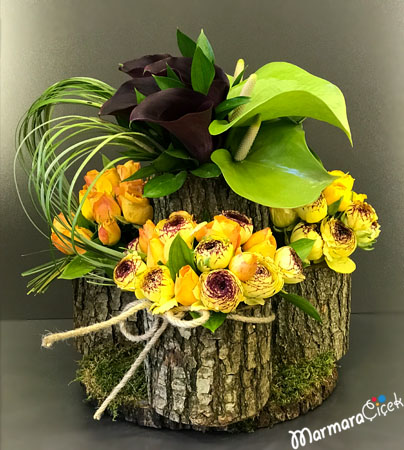 Kütükte Canlı Aranjman