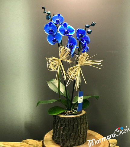 Mavi Orkidem Kütükte