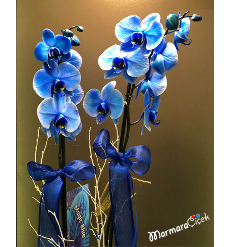 Kadehte Mavi Orkide