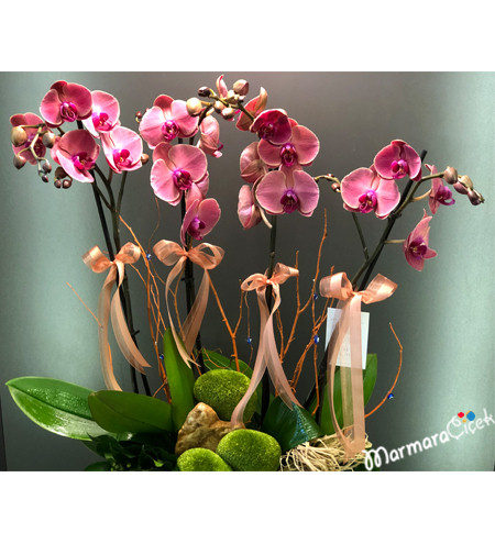 Örgülü Seramikte Orkide