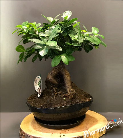 Seramikte Köklü Bonsai