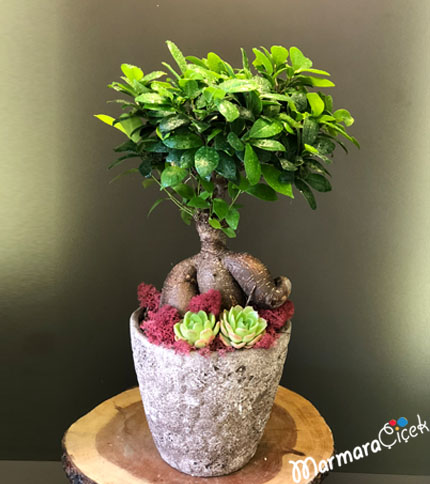 Sukulentli Bonsai