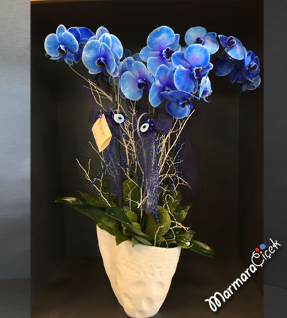 Dörtlü Mavi Orkide