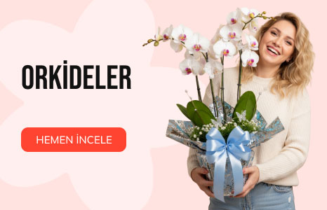 Orkide Çiçek