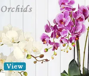 Orchid