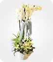 Design Flower with Orchid