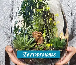 Terrarium