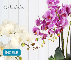 Orkide Çiçek