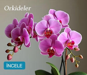 Orkide Cicek