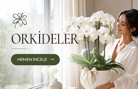 Orkide Çiçek